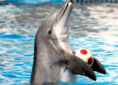 آشنایی با پارک دلفین کیش آشنایی با پارک دلفین کیش